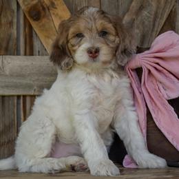 Windsong - Purple Collar - Parti female Goldendoodle puppy in Macedon, New York from Toodles Goldendoodles