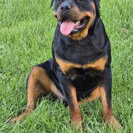 Rottweiler Puppies from Spoon River Rottweilers