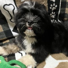 LM2 AKC FLORIDA MOM CHAMPION IMPORTED FINLAND - Black and tan male Lhasa Apso puppy in Bell, Florida from Maryann & Kandis