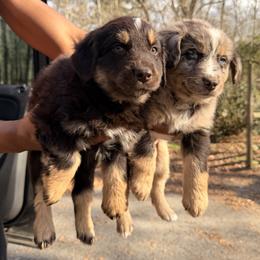Australian Shepherd Puppies from Shaina’s Shepherds