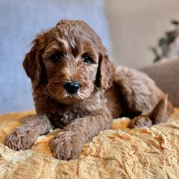 Schroeder (Blue Collar) - Red  male Goldendoodle puppy in Bay City, Texas from Charming Doods