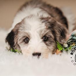Francesca Bridgerton - Blue merle and white female Sheepadoodle puppy in Edmond, Oklahoma from Rock N Roll Doodles