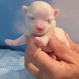 Bruce - White male Maltese puppy in Aurora, Missouri from KnJ Precious Paws LLC