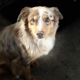 Patches - Red merle male Australian Shepherd puppy in Lubbock, Texas from REKN’ Kennel Aussies