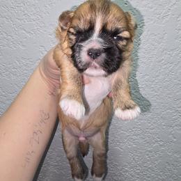 Sleepy - Red and tan male Shih Tzu puppy in Cabot, Arkansas from Borderland's Kennel