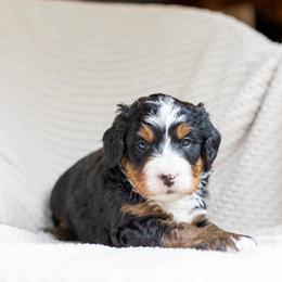 Beau - Tri-color male Bernedoodle puppy in Narvon, Pennsylvania from CBKB Bernedoodle’s