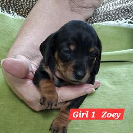 Girl 1 - Black and tan female Dachshund puppy in Salisbury, North Carolina from King's Dachshunds