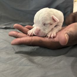 Girl 1 - White female Boxer puppy in Denison, Texas from Keisha's Boxers