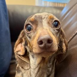 Tottie - Dachshund