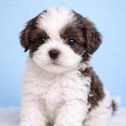 Chett - Chocolate male Shih Tzu puppy in Tallahassee, Florida from Bows and Bow Ties