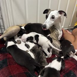 Madison - White female Whippet puppy in Henryville, Indiana from Forestview