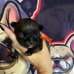 Coal - Brindle boy 1 - Brindle male French Bulldog puppy in Grand Praire, Texas from Von Darr Kennels