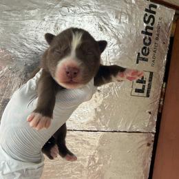 Boy 1 - Red and white male Siberian Husky puppy in Uhland, Texas from Siberian Huskies