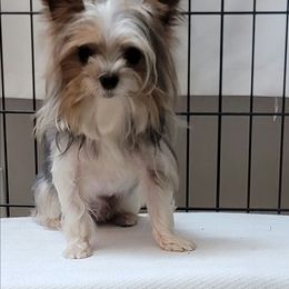 Maverick - Yorkshire Terrier