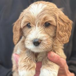 Boy 3 - male Australian Labradoodle puppy in Bend, Oregon from High Desert Labradoodles