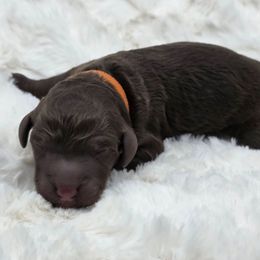 Orange- Grinch - Brown male Poodle puppy in Copperas Cove, Texas from Poodles of Valor