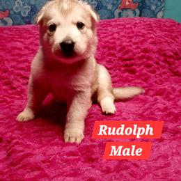 Rudolph (Red) - Sable male German Shepherd puppy in Bedias, Texas from TiPi S Ranch's German Shepherds