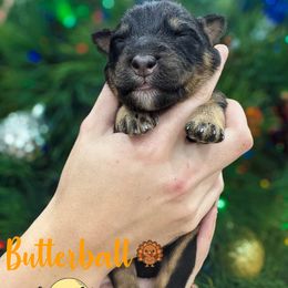 Butter Ball (grey) - Black tri-color male Australian Shepherd puppy in Falmouth, Kentucky from Queen City Farm