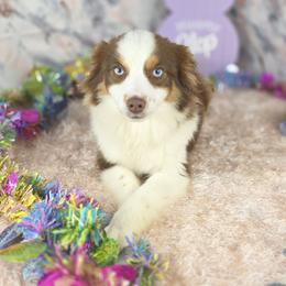 Roho - Red tri Miniature Australian Shepherd puppy in Citra, Florida from Southpaw Herders LLC