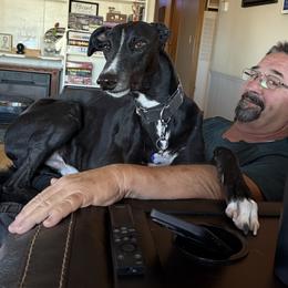 Lightning, we call him bug as in Lightning Bug or Love Bug - Black and white male Greyhound puppy in Mesa, Arizona from ARK Greyhound Kennel LLC