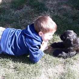 Cocker Spaniel Puppies from Doc's Cockers