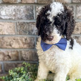 Boy 4 - Parti Poodle puppy in Lake City, Florida from 224 Doodles and Poodles
