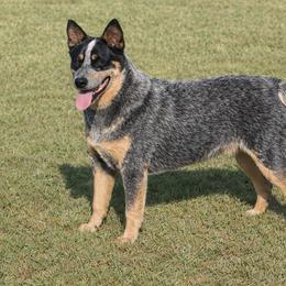 River - Australian Cattle Dog
