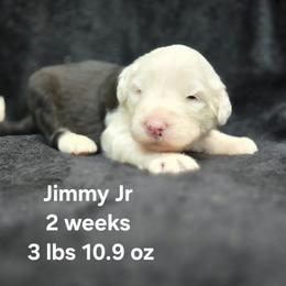 Jimmy Jr - Gray and white male Old English Sheepdog puppy in Sutherlin, Oregon from Sapphire Eyes Sheepdogs