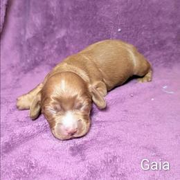 Gaia - Red female Cockapoo puppy in Sunset, Louisiana from Cano Cockapoos