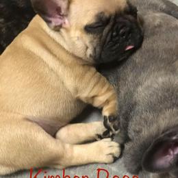 French Bulldog Puppies from Ponderosa Frenchies