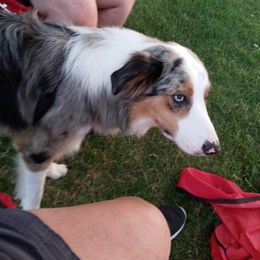 PJ - Border Collie