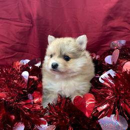 Prince - Orange parti male Pomeranian puppy in Longview, Washington from Mckee's Pomeranians