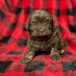 Olive - Chocolate and white female Havapoo puppy in Saint Joe, Indiana from Claire's Havapoos