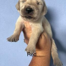 Red - Golden female Golden Retriever puppy in Jesup, Georgia from Painted Platinum Retrievers (Painted Platinum Kennel) PPK