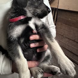 Red Boy - Black male Companion Cross puppy in Summerfeld, Florida from Amazing Standard Schnauzers
