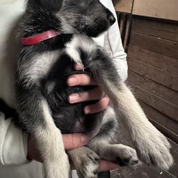 Red Boy - Black male Companion Cross puppy in Summerfeld, Florida from Amazing Standard Schnauzers