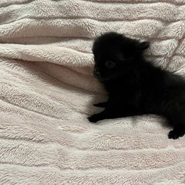 Girl 1 - Black female Pomeranian puppy in Conroe, Texas from Maxi’s Poms, LLC