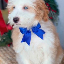 Equinox - Red male Bernedoodle puppy in West Jordan, Utah from Doodles Friend