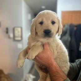 Blue collar Male - Light golden male Golden Retriever puppy in Rainier, Washington from Hanson’s NW Goldens & Doodles