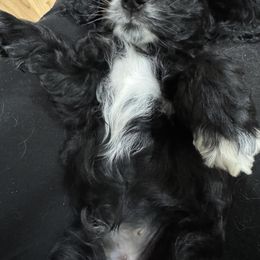 Cocker Spaniel Puppies from K&M crocker Spaniels