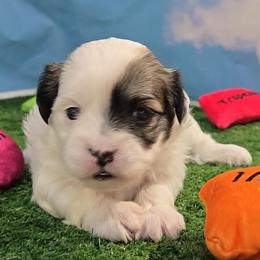 Sapphire - Brindle and white female Mal-Shi puppy in Aurora, Missouri from KnJ Precious Paws LLC