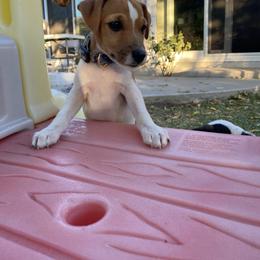 Jack Russell Terrier Puppies from Fair Dinkum Jack Russell Terriers