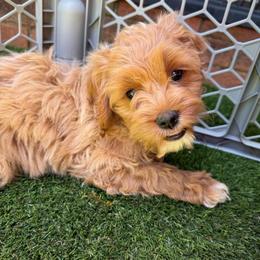 Rosé - Cream female Cockapoo puppy in Williamston, South Carolina from Sassy Bob’s Dogs