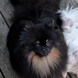Lil Bear - Pomeranian