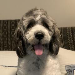 Lulu - Saint Berdoodle