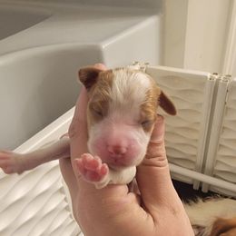 Girl 2 - Orange and white female Brittany puppy in Rhoadesville, Virginia from HOMESCHOOLED BRITTANYS LLC