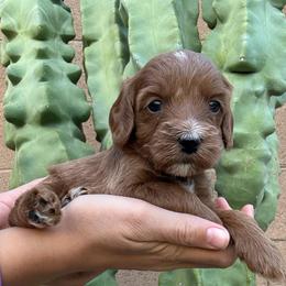 Gerald - Red  male Goldendoodle puppy in Phoenix, Arizona from Doodles of the Desert