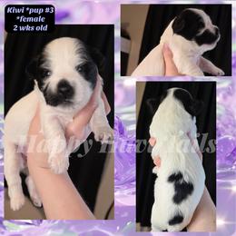 3rd born- no name yet - Black and white female Havanese puppy in Kansas City, Missouri from Happy Havi Tails