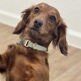 Dachshunds from For the Love of Doxens