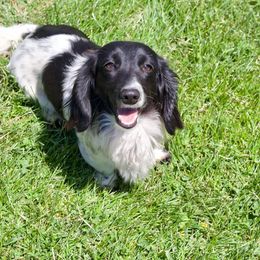 ClaireBelle - Dachshund